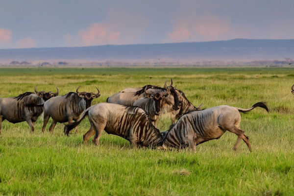 5 Days Masai Mara (Wildebeest Migration Safari), Lake Nakuru, Aberdare Lodge Safari